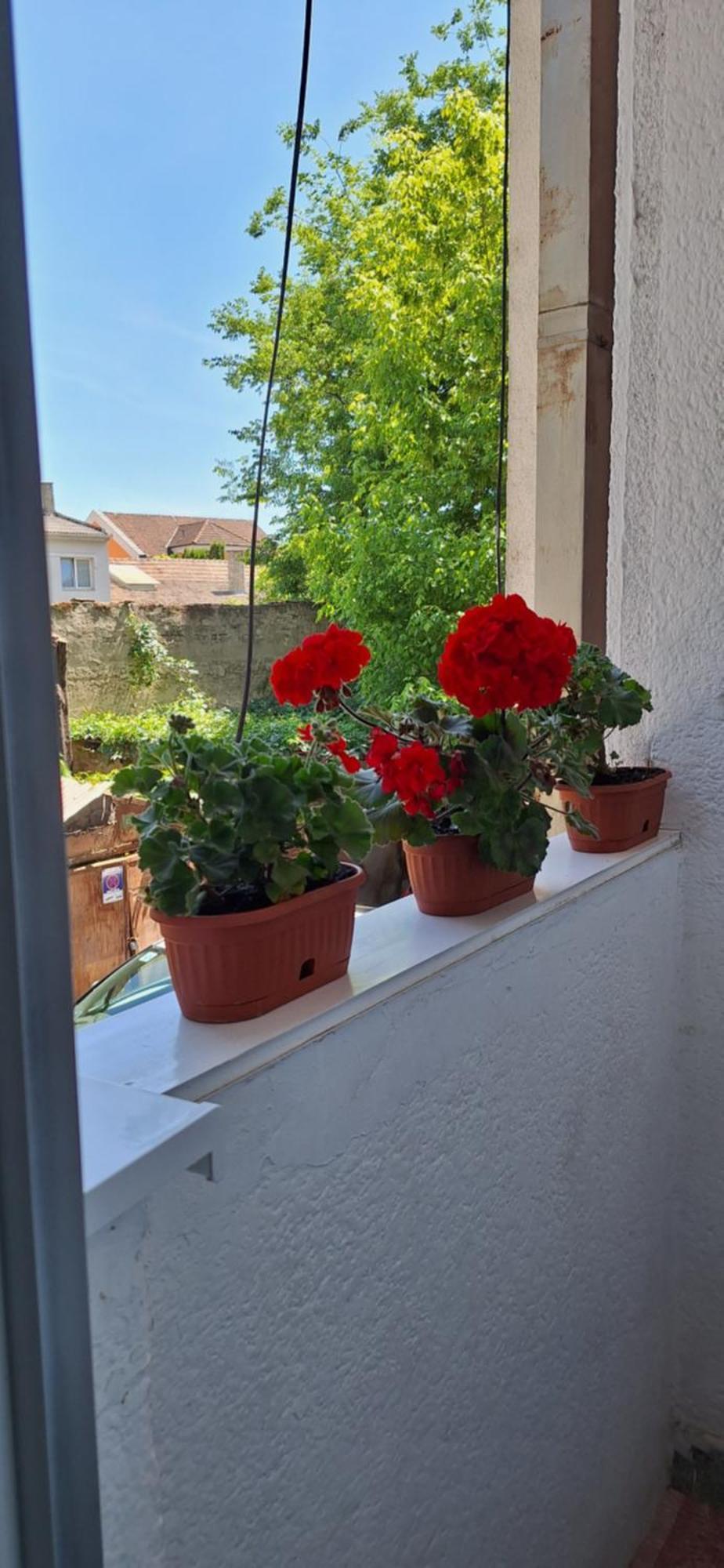 Apartman Lara Subotica Exteriör bild